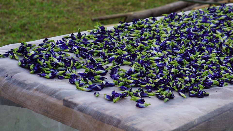 Butterfly Pea Tea Dried Blue Tea Clitoria Ternatea 1 pack