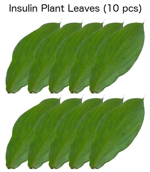 Insulin Plant Leaves Diabetic Herb 10 leaves